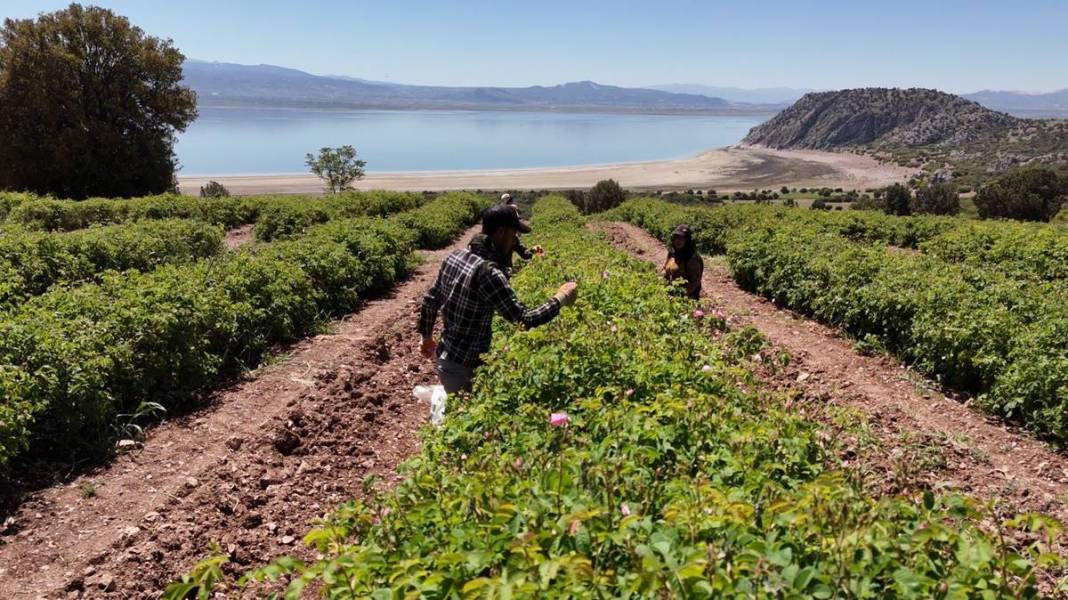 Göl manzaralı, gül kokulu bahçelerde hasat keyfi! Litresini 12 bin euroya satıyorlar 2